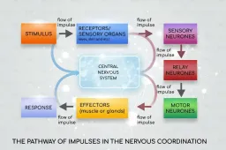 Pathway of Impulse in Nervous Coordination